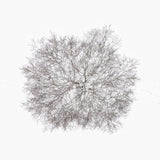 N°TTCS17 (The Tree Crown Series, Germany)