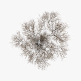 N°TTCS18 (The Tree Crown Series, Germany)
