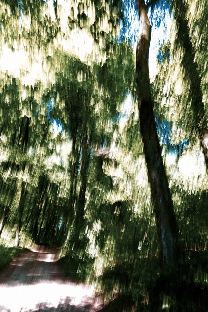Glades No 49 by Karina Wisniewska, limited edition photography