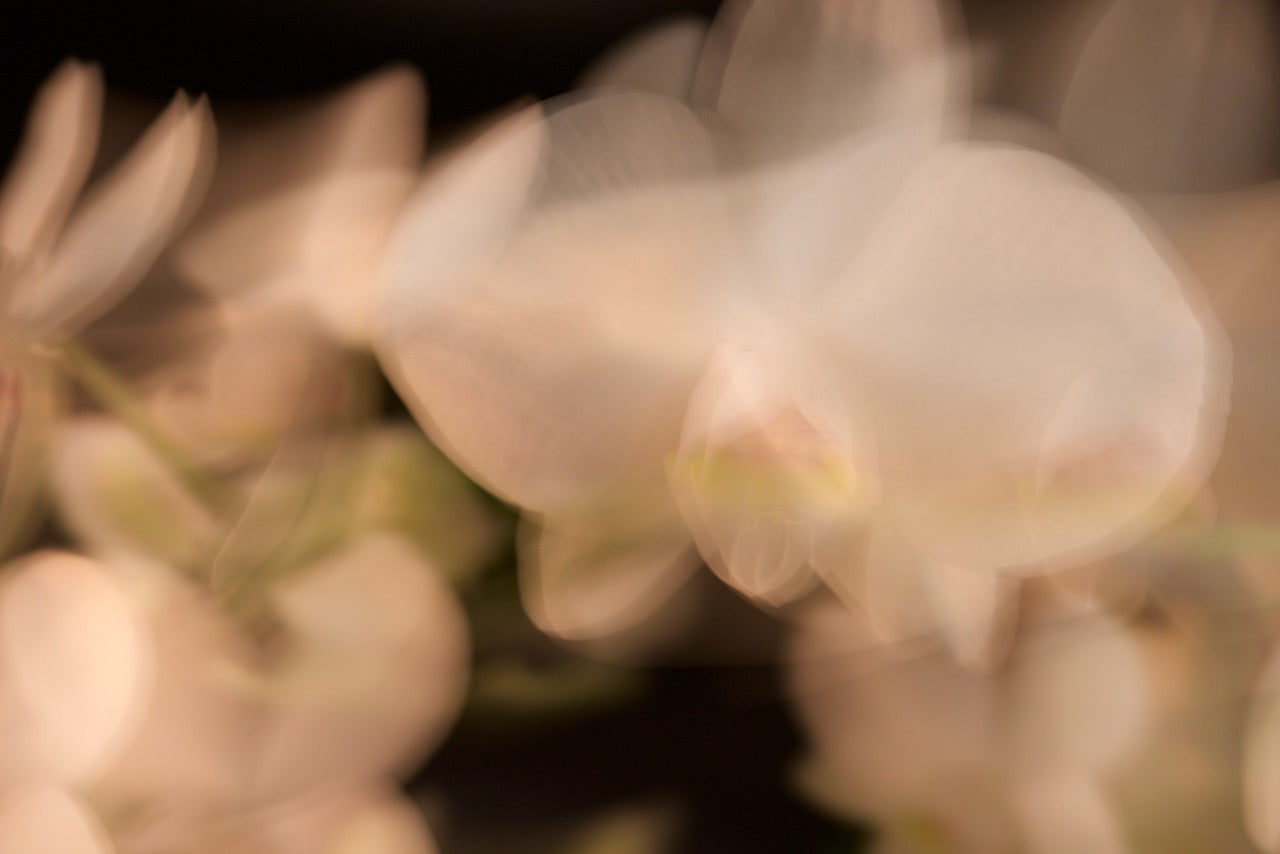 Elves No 15 by Karina Wisniewska, limited edition photography
