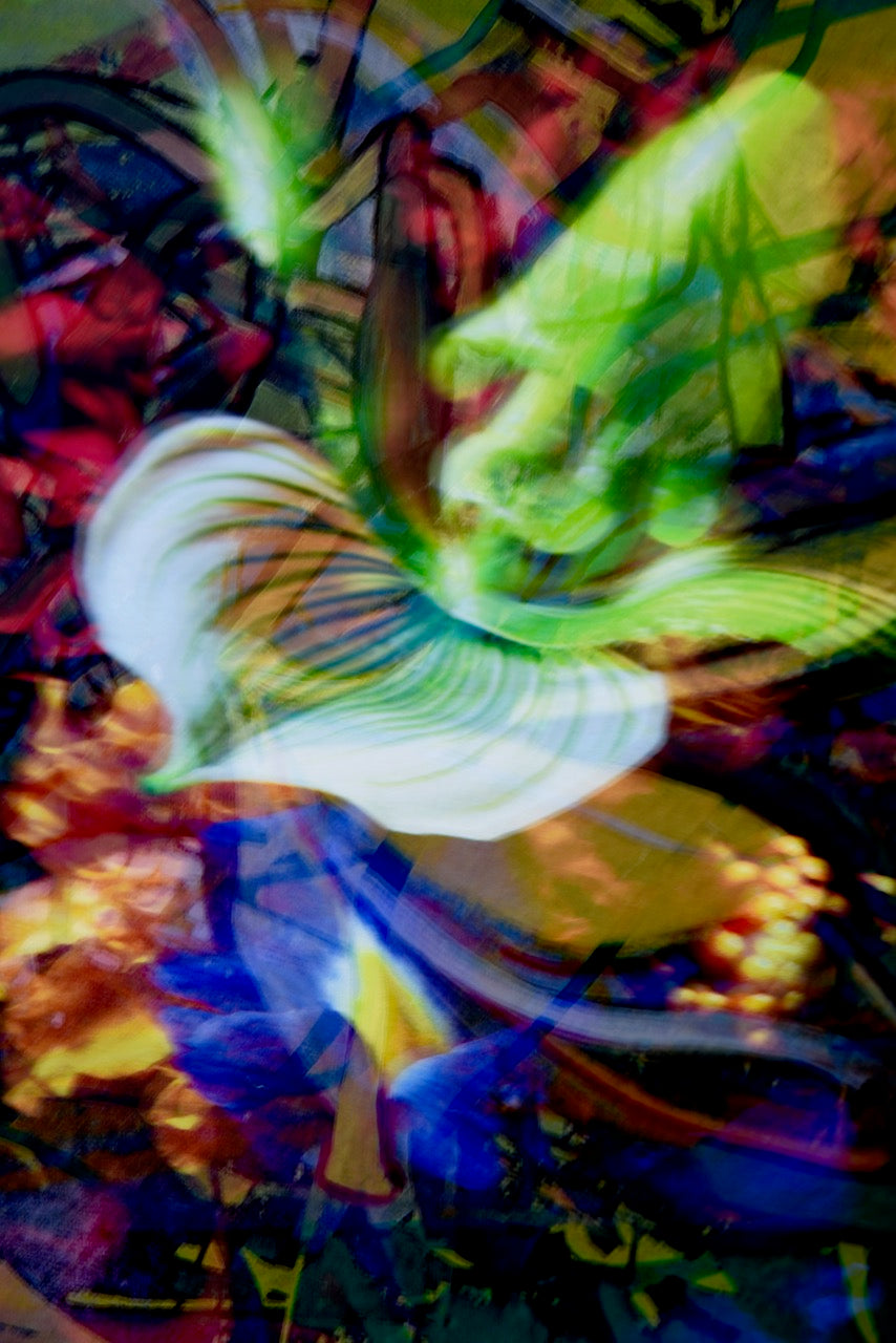 Elves No 12 by Karina Wisniewska, limited edition photography