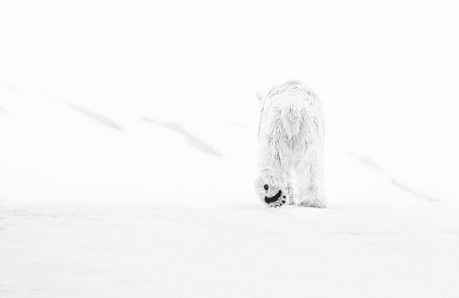 78 Degrees North II by David Yarrow, limited edition photography