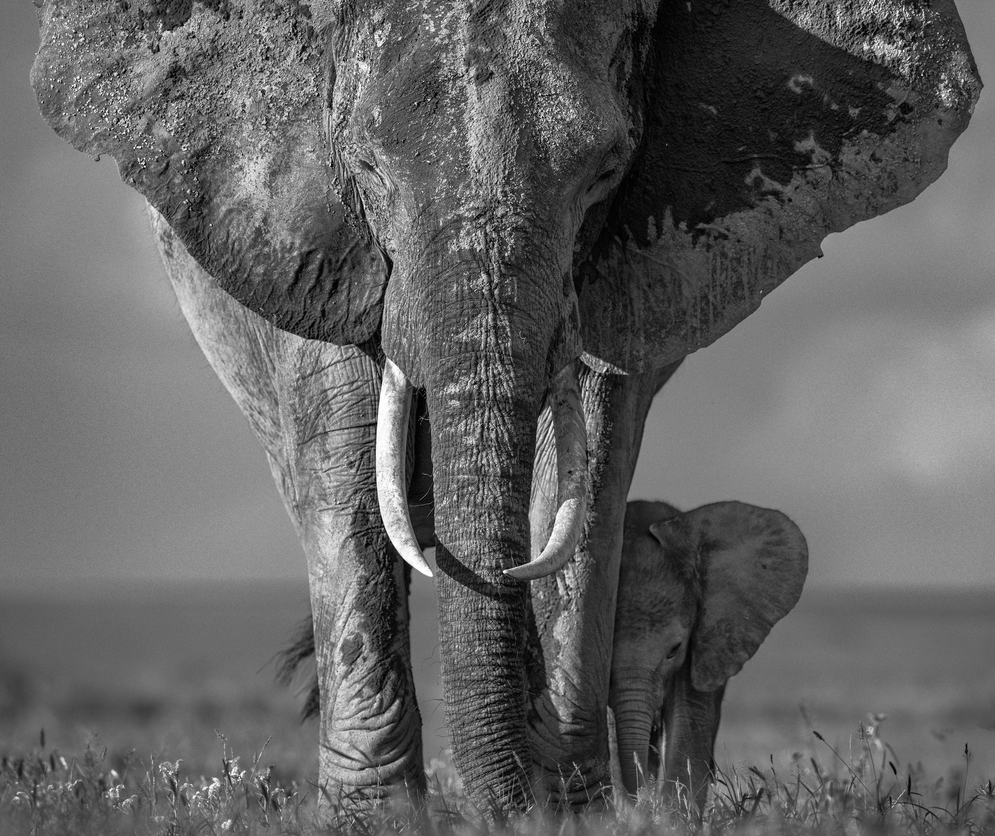 The Walk Of Life by David Yarrow, limited edition photography