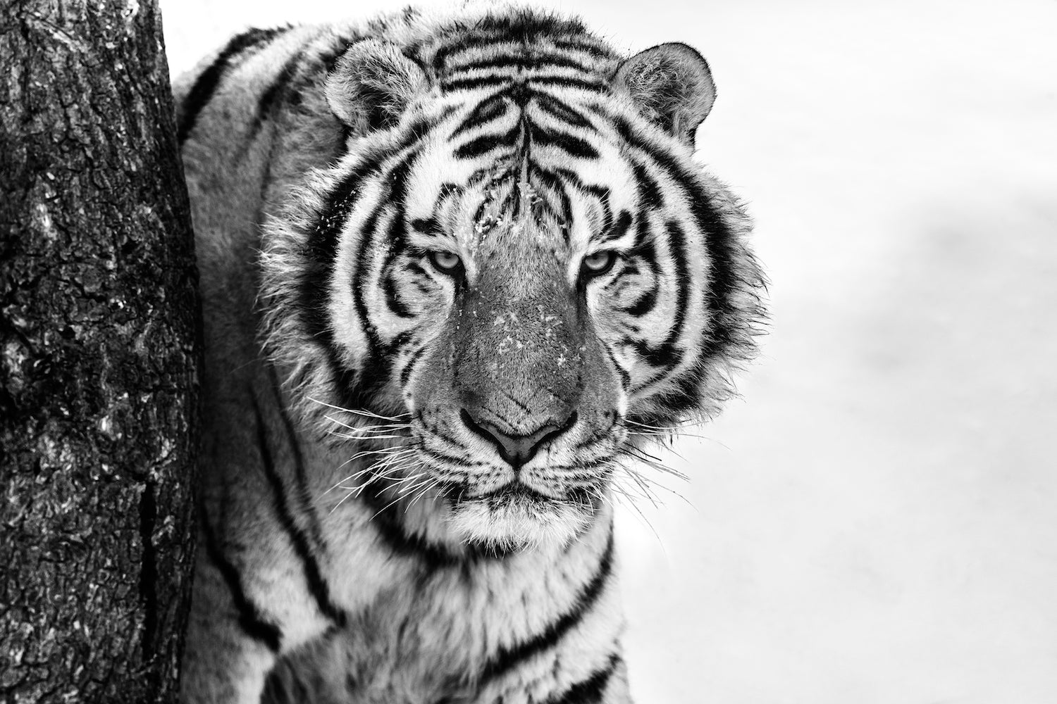 Good Morning Siberia by David Yarrow, limited edition photography