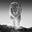 The Old Testament by David Yarrow, limited edition photography