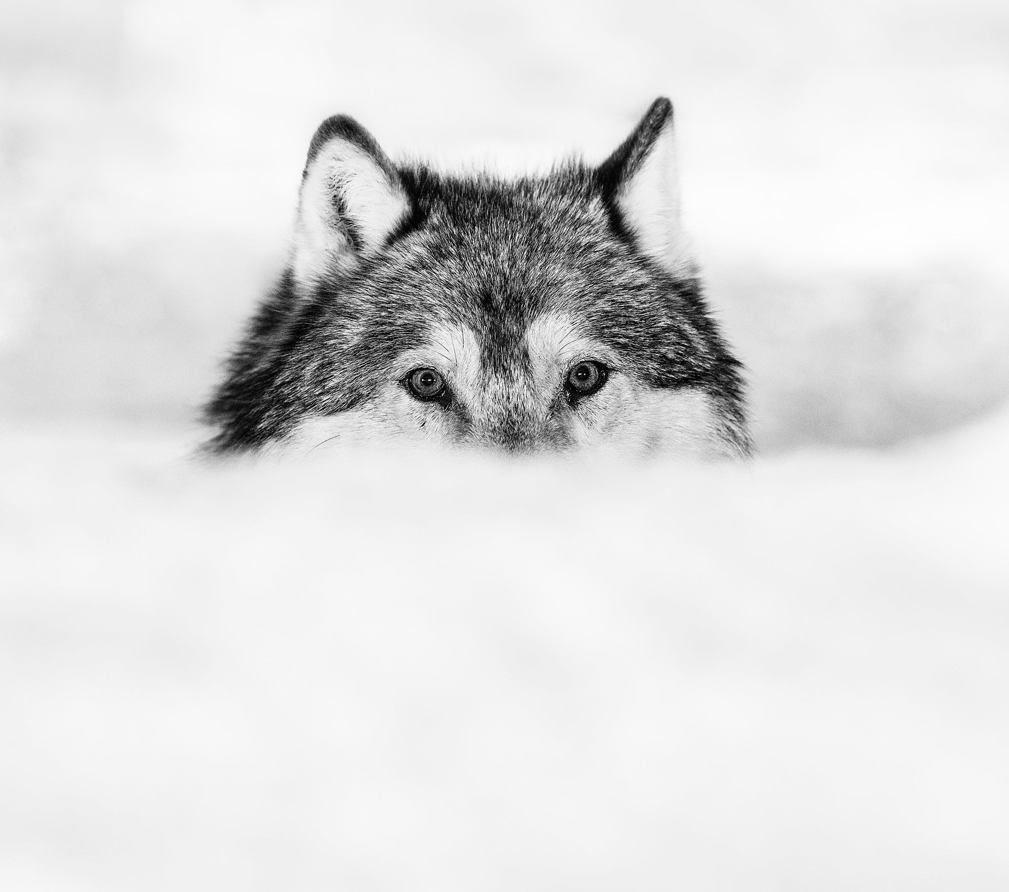 Encroachment by David Yarrow, limited edition photography