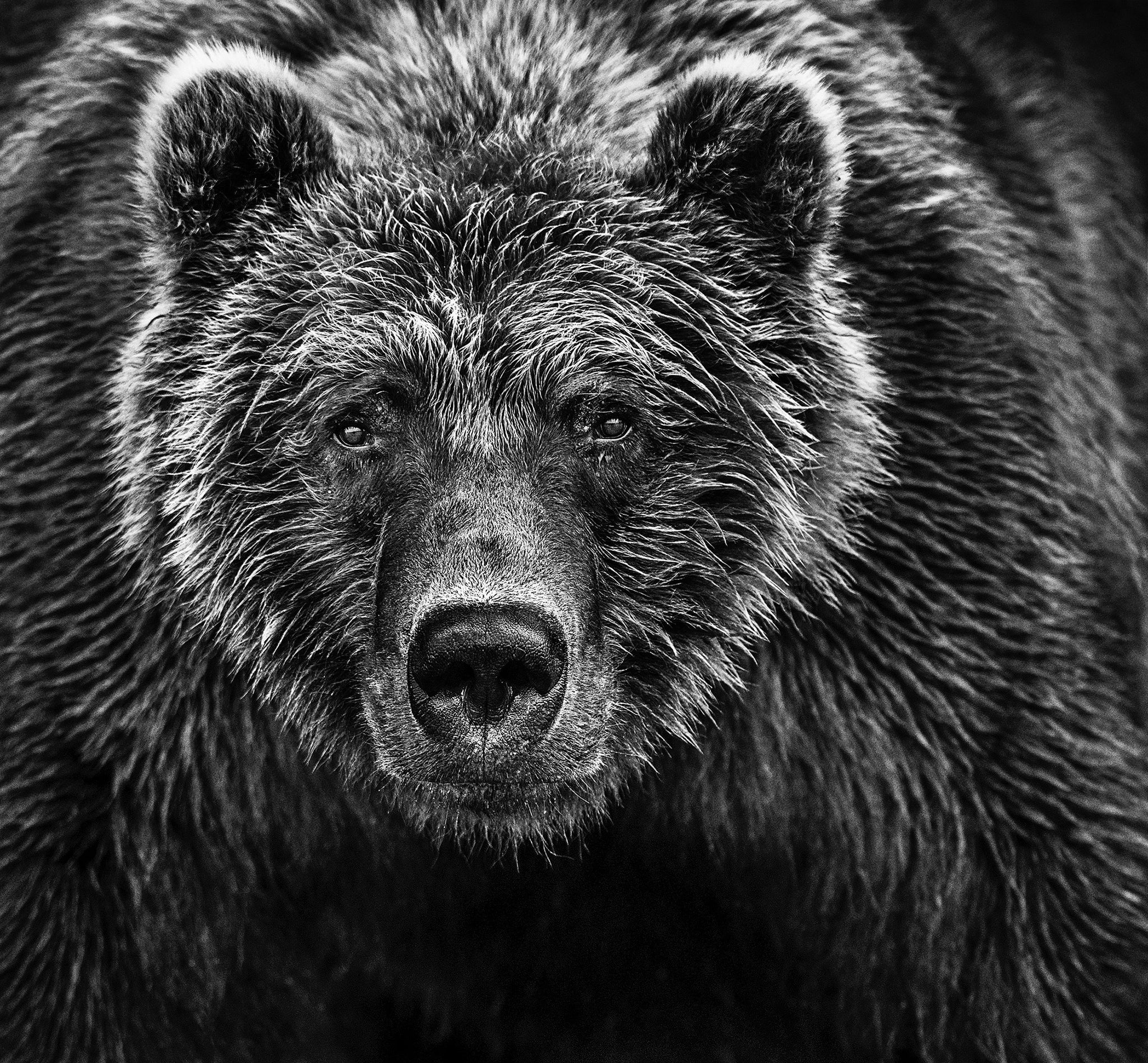 Face Off by David Yarrow, limited edition photography
