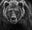 Face Off by David Yarrow, limited edition photography