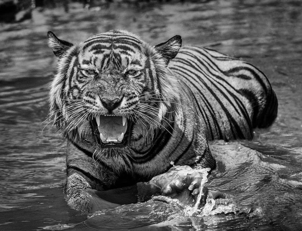 Risky Business by David Yarrow, limited edition photography