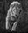 Thor by David Yarrow, limited edition photography