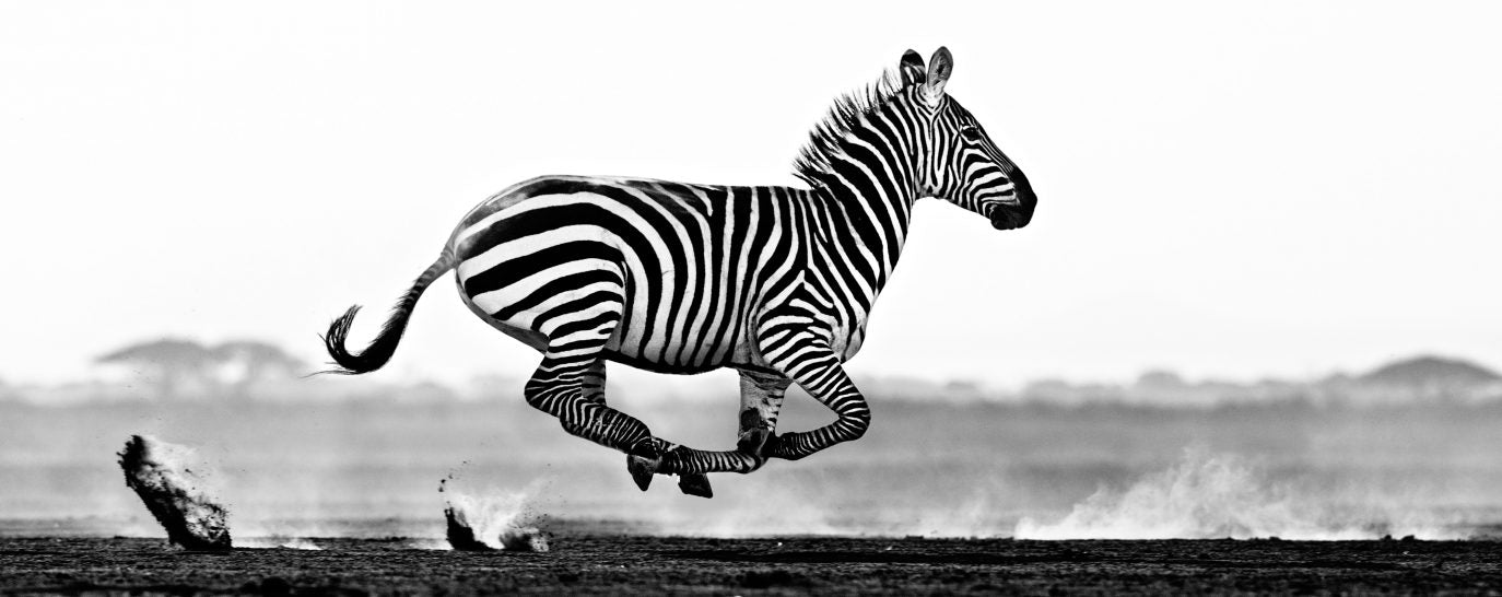 Desert Flight by David Yarrow, limited edition photography