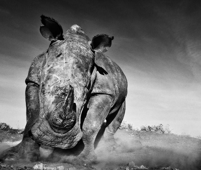 Charge by David Yarrow, limited edition photography
