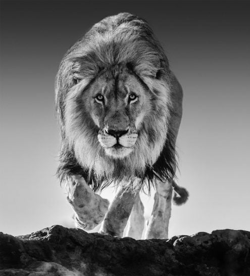 Genesis by David Yarrow, limited edition photography