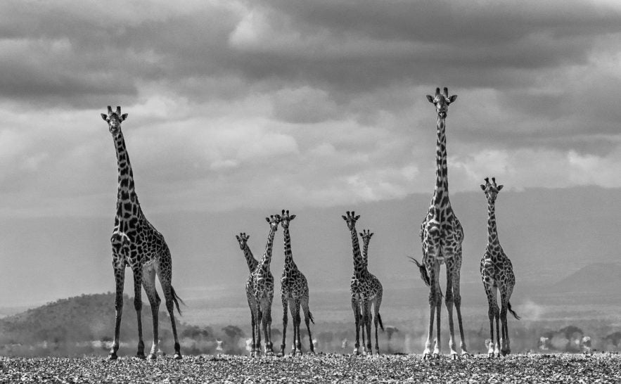 Giraffe City