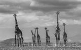 Giraffe City