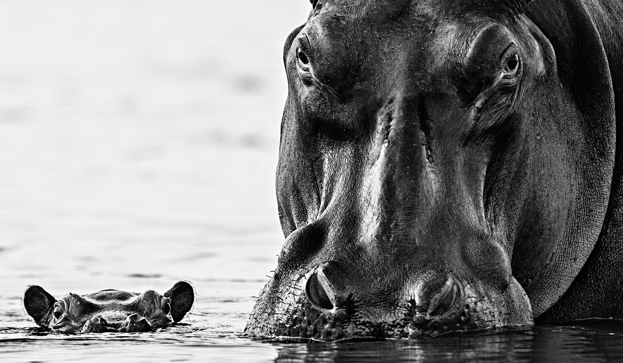 No nearer by David Yarrow, limited edition photography