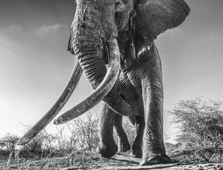 Lugard by David Yarrow, limited edition photography