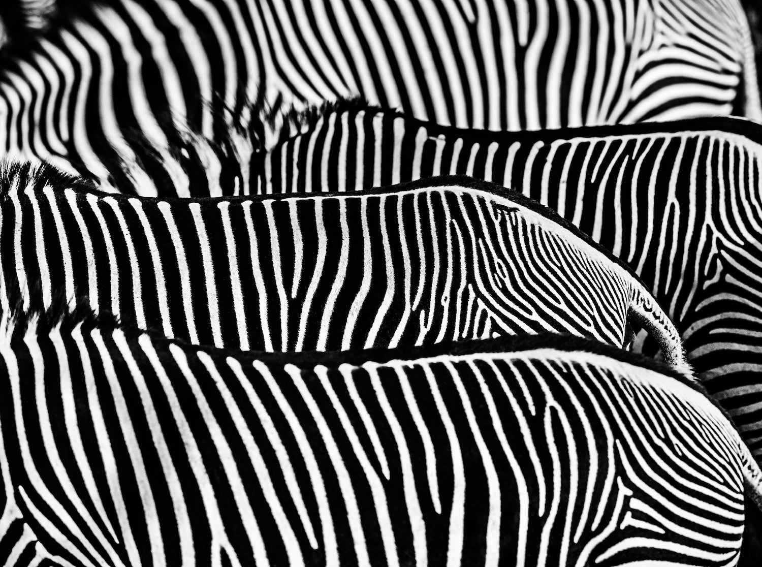 The Factory by David Yarrow, limited edition photography
