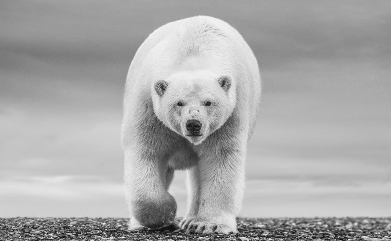 The North Slope by David Yarrow, limited edition photography