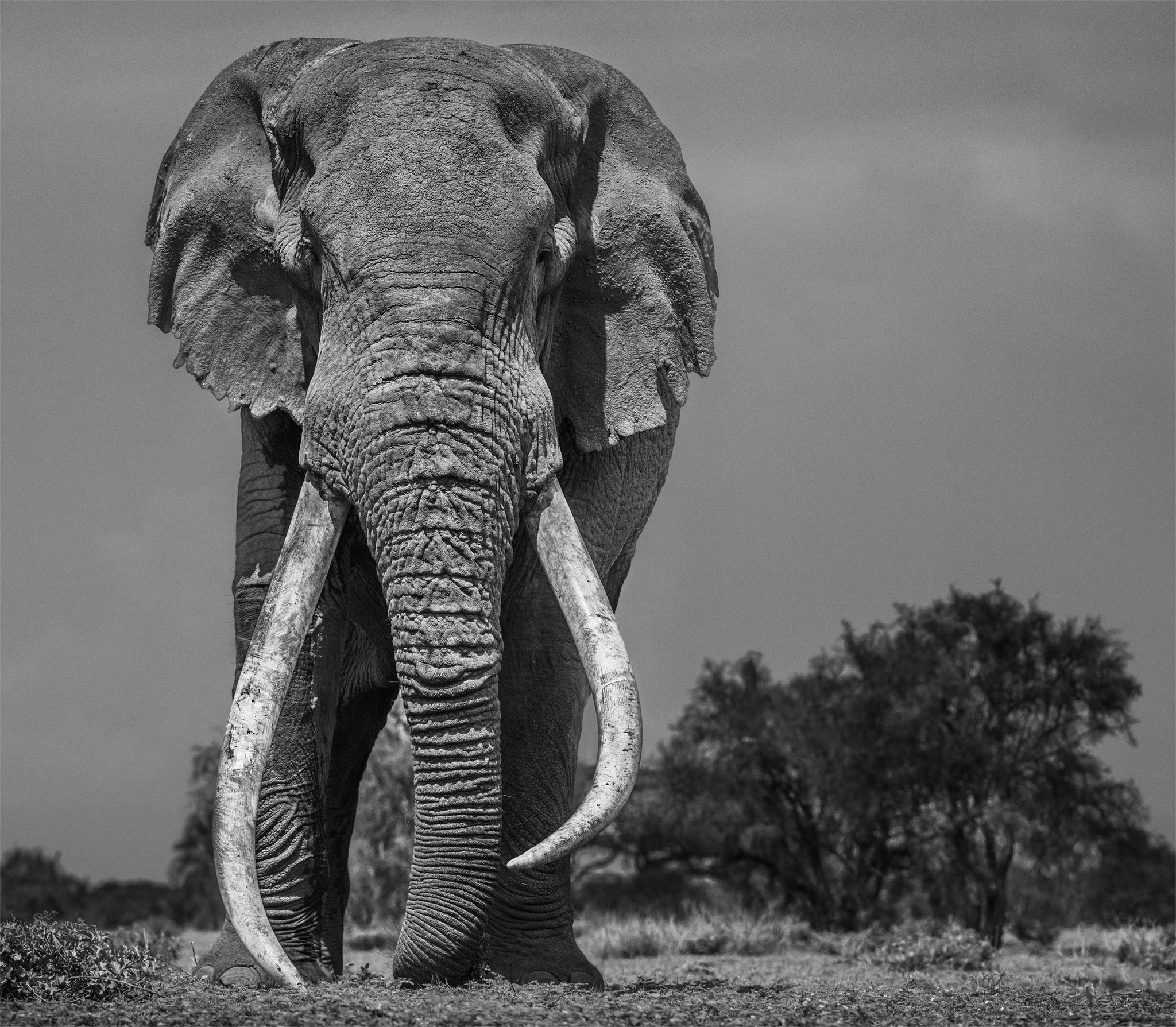 Colossus by David Yarrow, limited edition photography