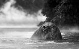 The River Monster