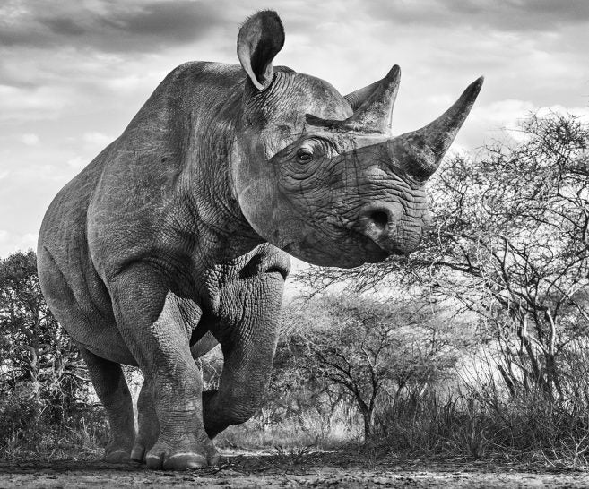 The Departed by David Yarrow, limited edition photography