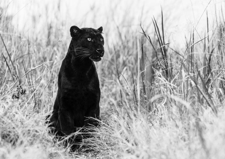 Bagheera by David Yarrow, limited edition photography