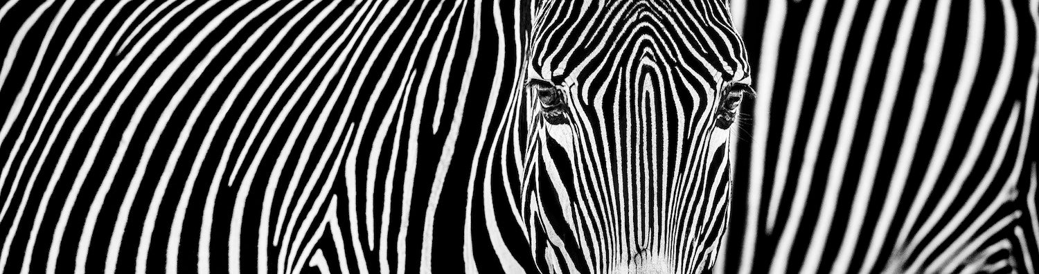 Parallel Lines by David Yarrow, limited edition photography