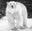 Rush by David Yarrow, limited edition photography