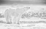 The Emperor of the North