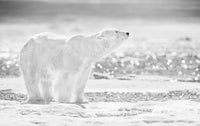 The Emperor of the North