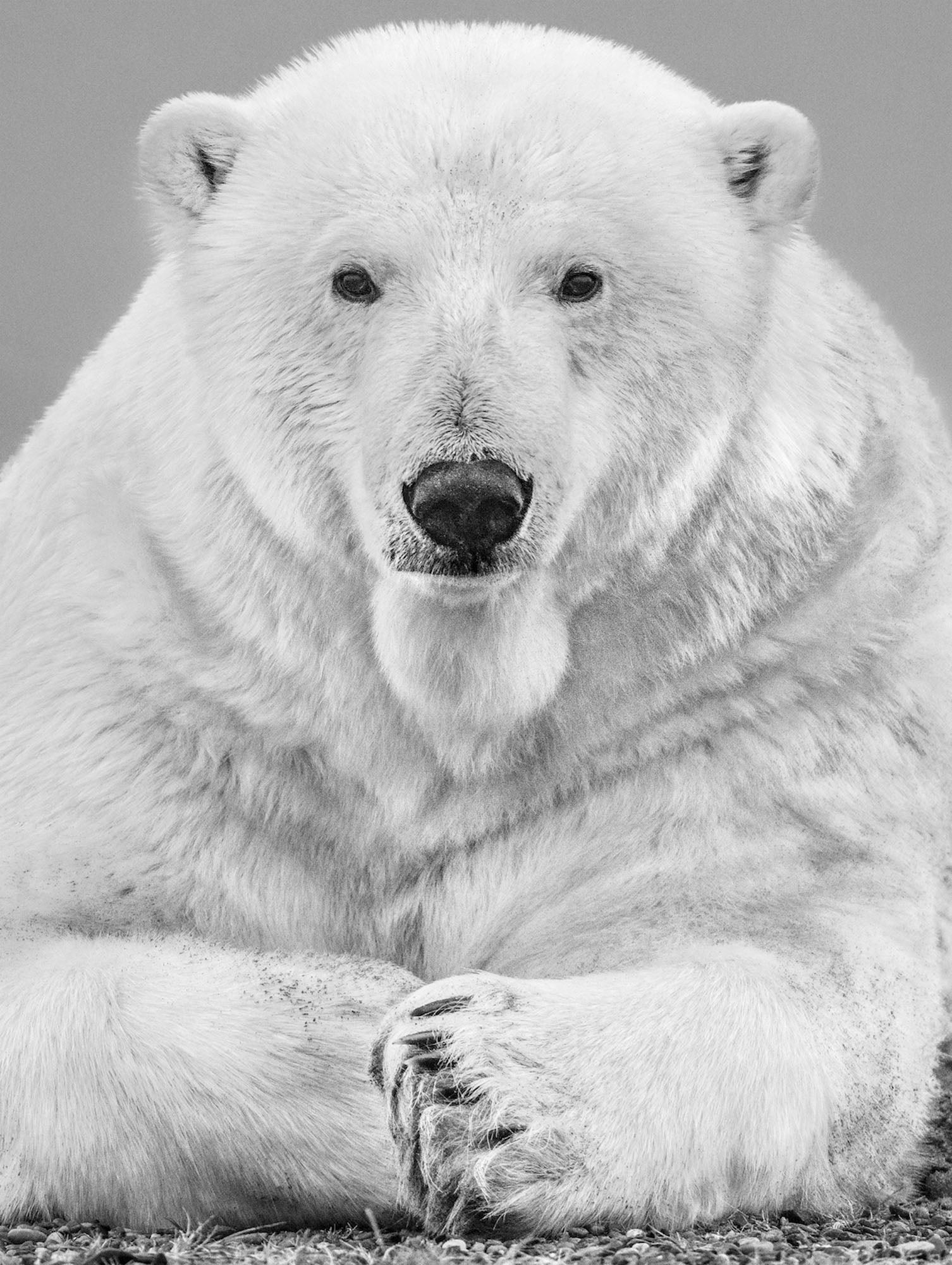 The Statesman by David Yarrow, limited edition photography