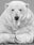 The Statesman by David Yarrow, limited edition photography
