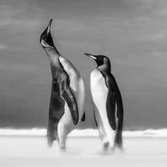 All You Need Is Love by David Yarrow, limited edition photography