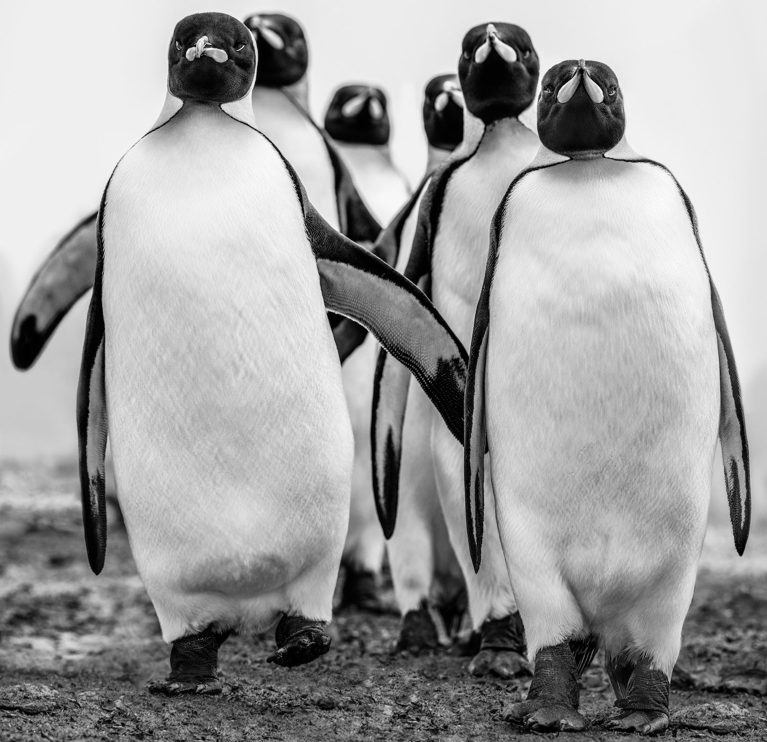 Wise Guys by David Yarrow, limited edition photography