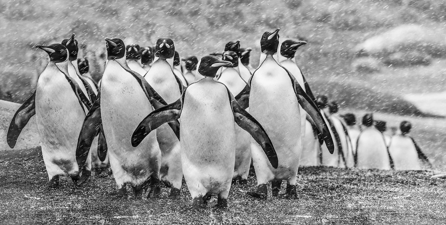 Napoleon by David Yarrow, limited edition photography