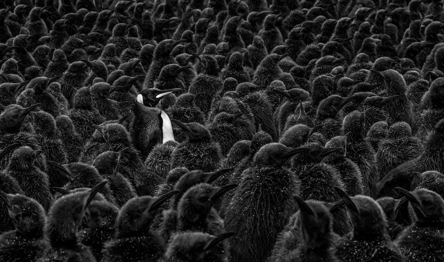Daddy's Home by David Yarrow, limited edition photography