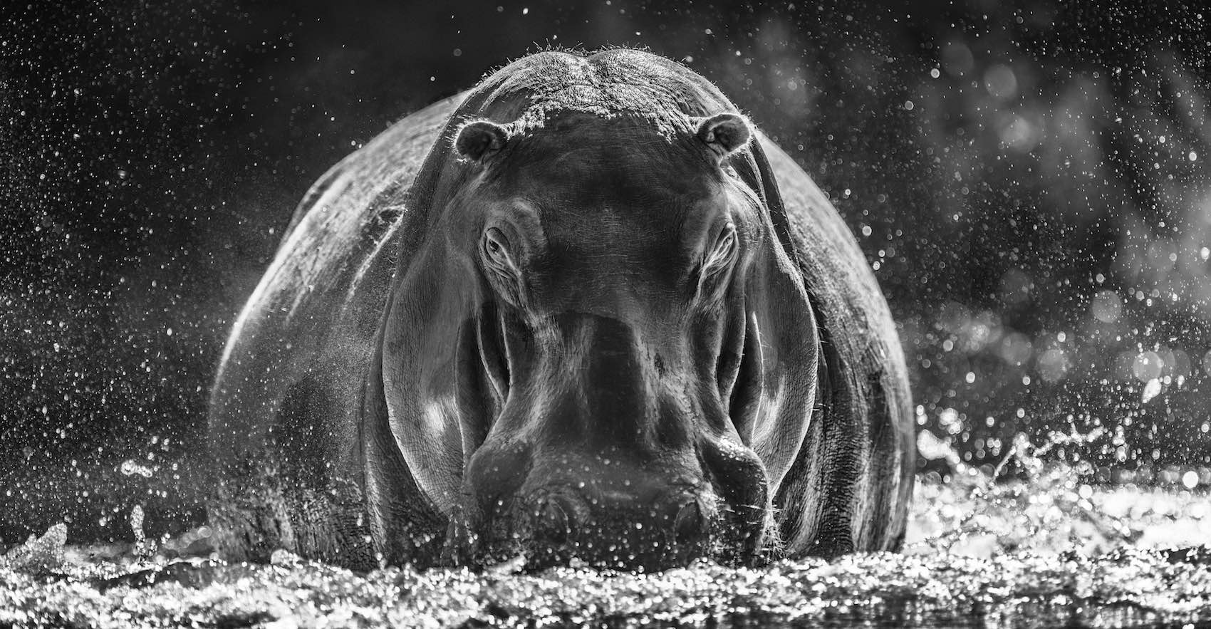 Dexter by David Yarrow, limited edition photography