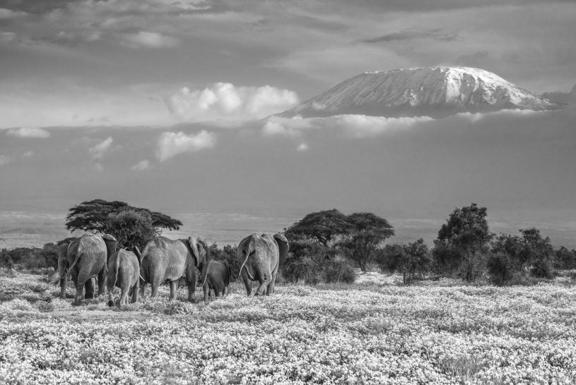 Garden of Eden by David Yarrow, limited edition photography