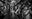 The Unusual Suspects by David Yarrow, limited edition photography