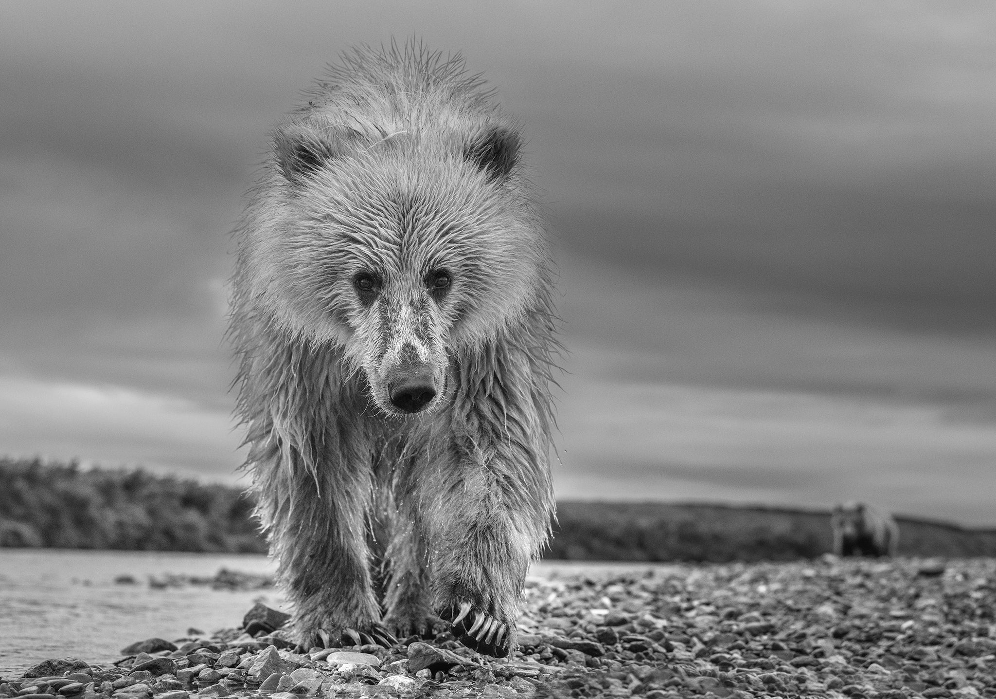 Ted by David Yarrow, limited edition photography