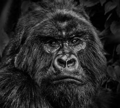 Kong by David Yarrow, limited edition photography