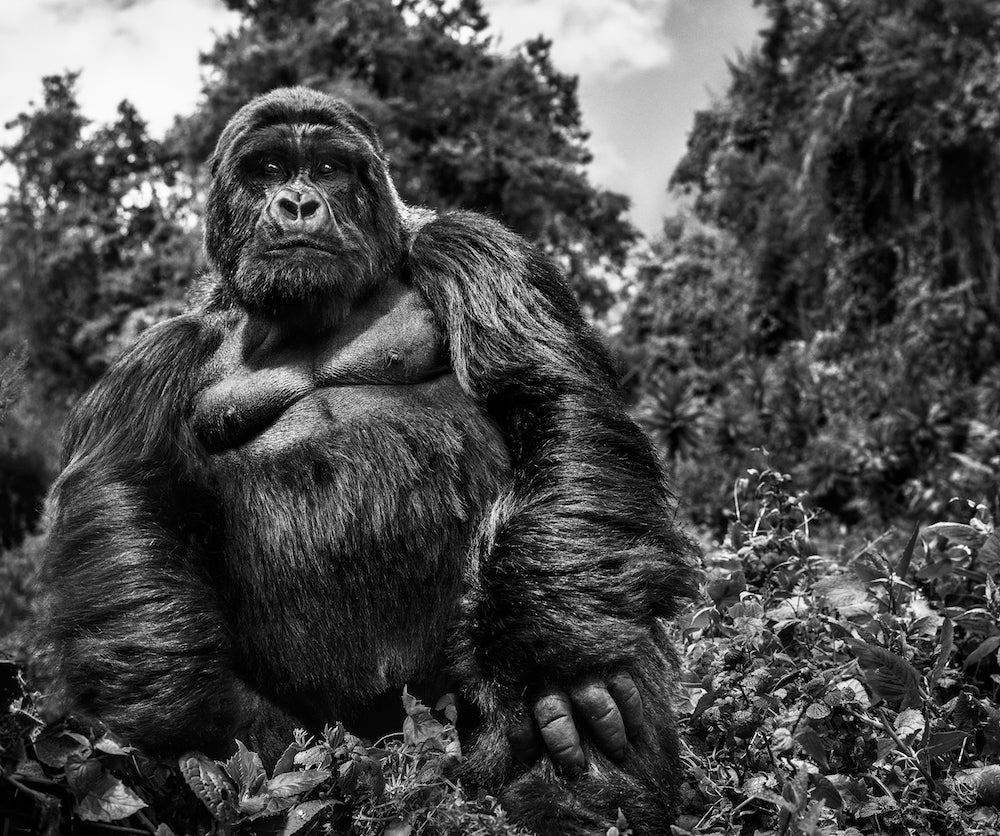 Judge and Jury by David Yarrow, limited edition photography