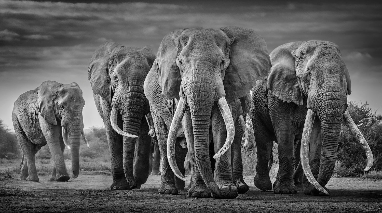Squad by David Yarrow, limited edition photography