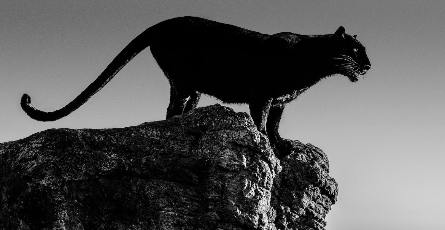 Black Cat by David Yarrow, limited edition photography