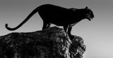 Black Cat