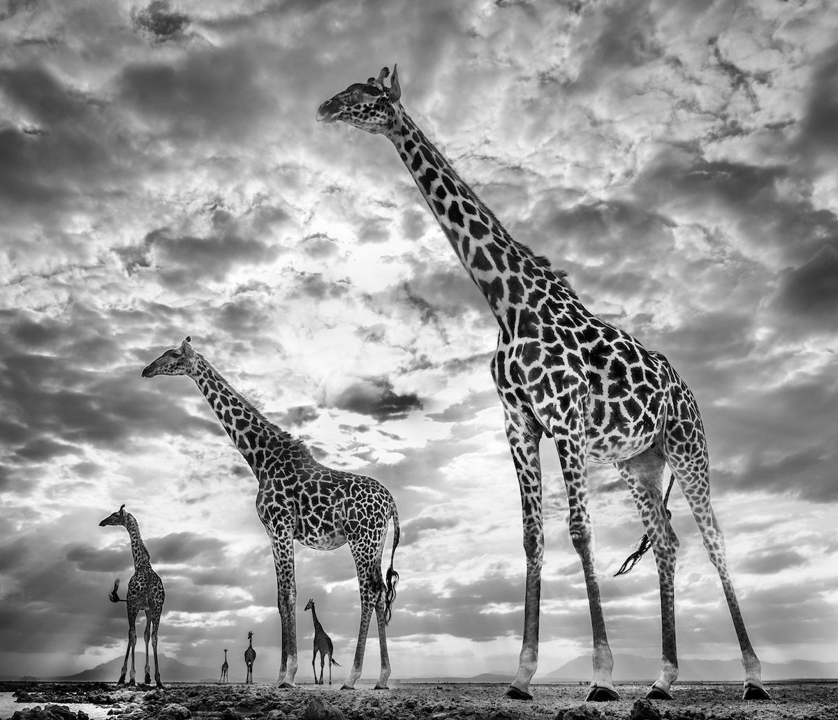 Keeping up with the crouches by David Yarrow, limited edition photography