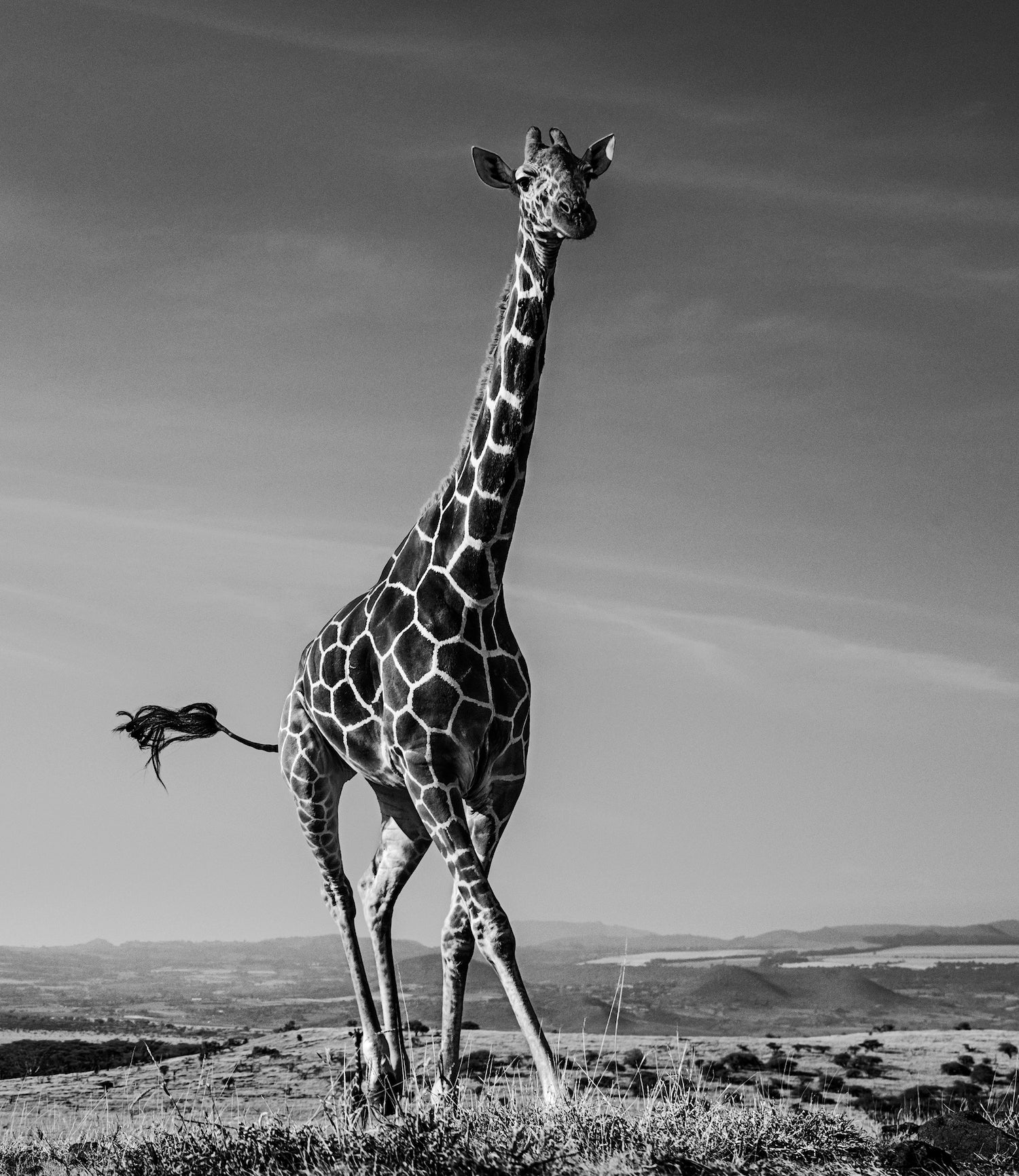 Tiny Dancer by David Yarrow, limited edition photography