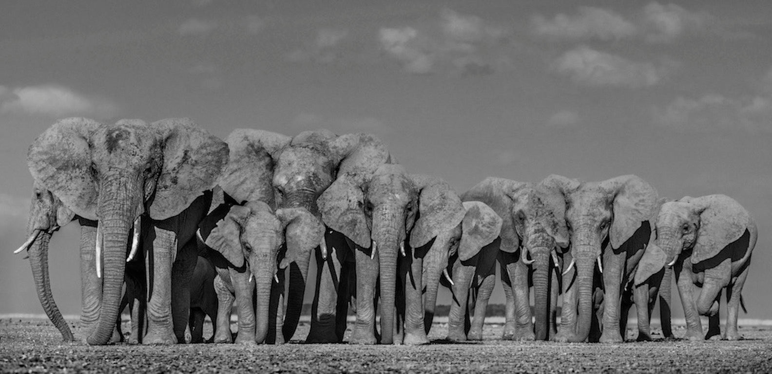 Defense by David Yarrow, limited edition photography