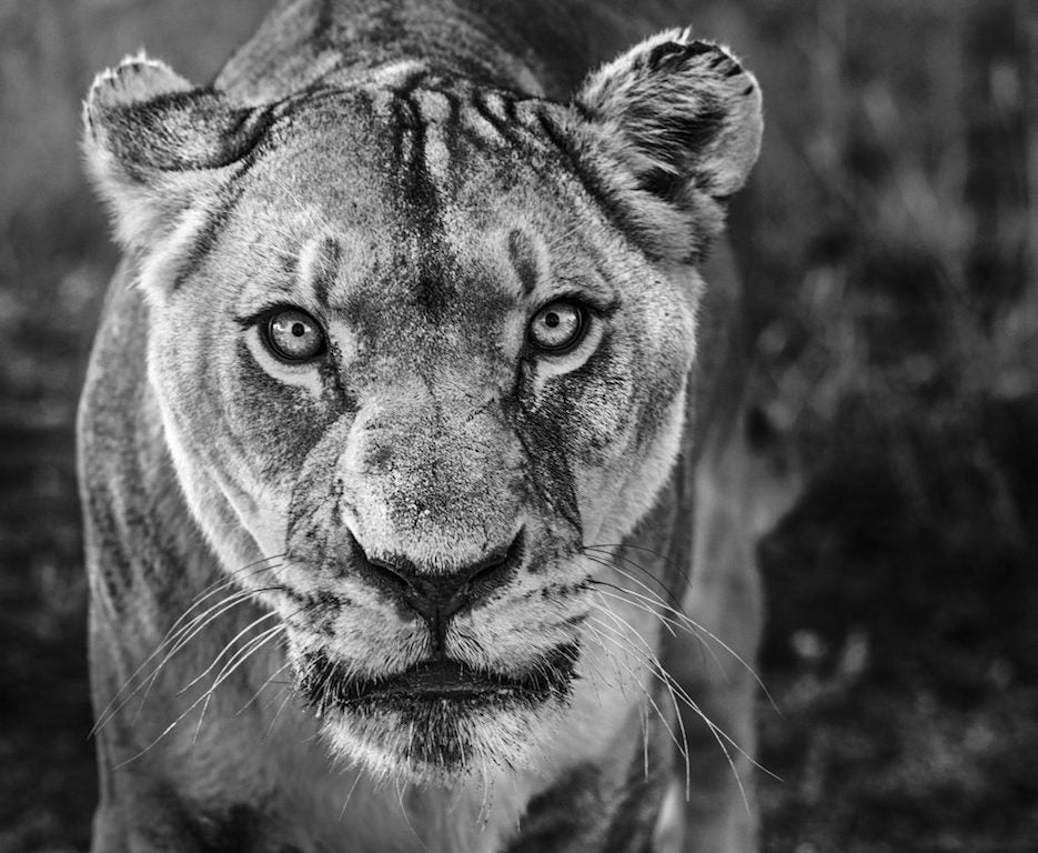 Nala by David Yarrow, limited edition photography
